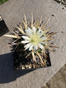 Stenocactus crispatus
